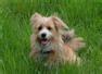 Gruffs and Growls (home dog boarding and pet visiting service) Cwmbran