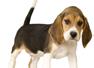 The Talking Dog Company - Canine Behaviourist & Trainer Feltham
