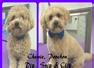 Dip, Snip and Clip Dog Grooming Sittingbourne