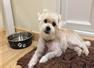 Alresford Dog Grooming Alresford